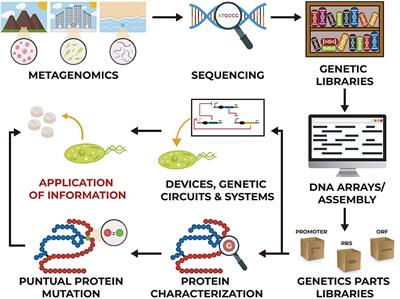 Metabolic Engineering and Synthetic Biology: Synergies, Future, and Challenges